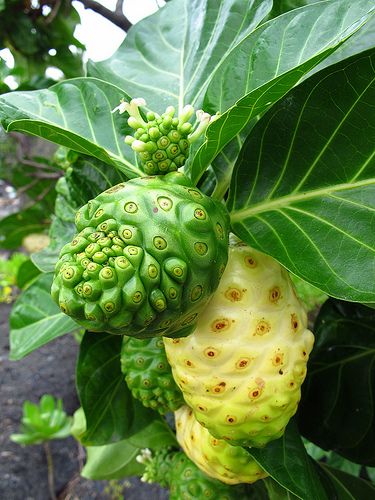 Benefits of Tahitian Noni Juice - PartnerCo Products 2